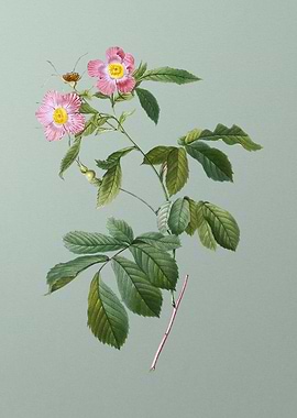 Pink Alpine Roses on Green