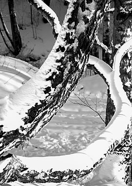 Birch Trees Snow Sunlight