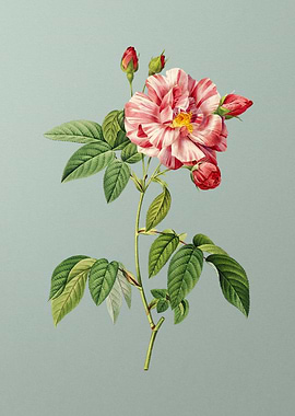 Variegated French Rosebush