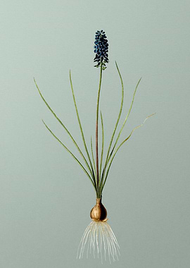 Grape Hyacinth on Green