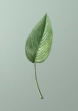 Powdery Alligator Flag