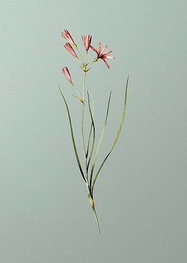 Amaryllis Montana on Green