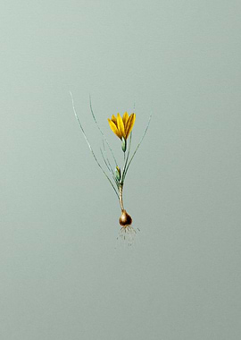 Ixia Filifolia on Green