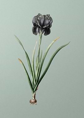 Mourning Iris on Green