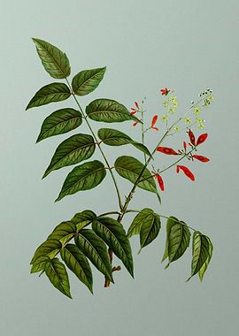 Floral Drawing on Green