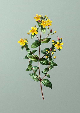 Floral Drawing on Green