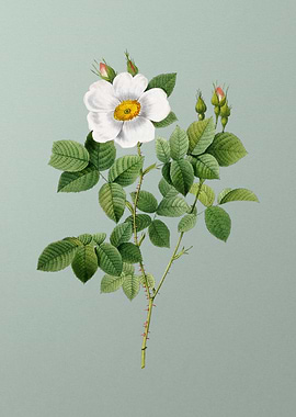 Twin Flowered White Rose