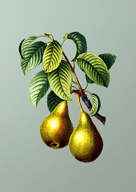 Botanical Drawing on Green