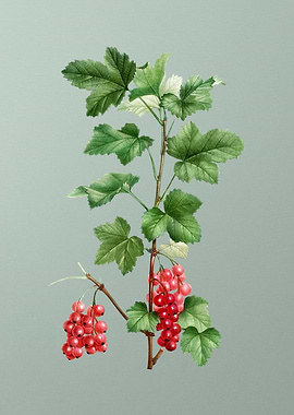 Botanical Drawing on Green