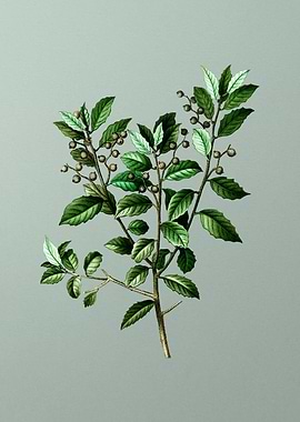 Vintage Flower on Green