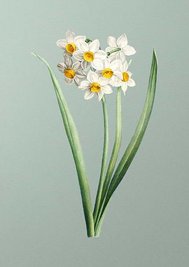 Narcissus Easter Flower
