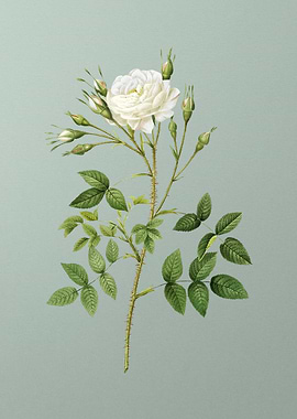 White Rose of Rosenberg