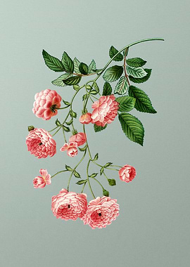 Botanical Drawing on Green