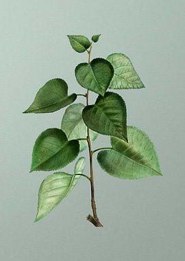 Botanical Drawing on Green