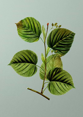 Classic Flower on Green