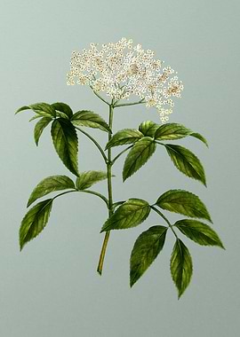 Vintage Flower on Green