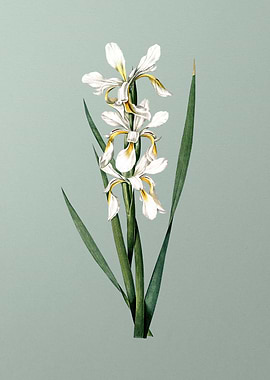 Yellow Banded Iris on Mint