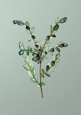 Vintage Flower on Green