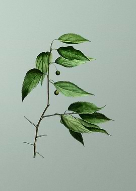 Vintage Flower on Green