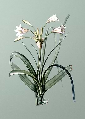 Malgas Lily on Mint Green