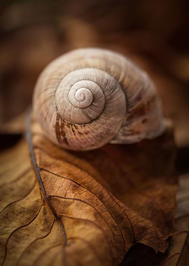 Snail on the leaf