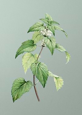 White Dead Nettle Plant