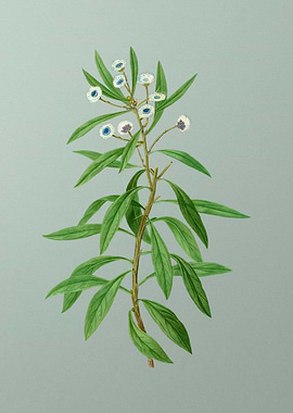 Antique Flower on Green