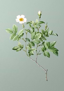 Vintage Rosebush on Green