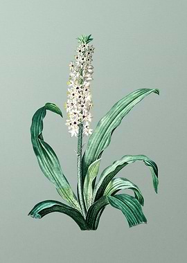 Eucomis Punctata
