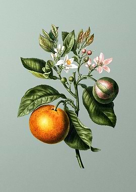 Antique Botanical on Green