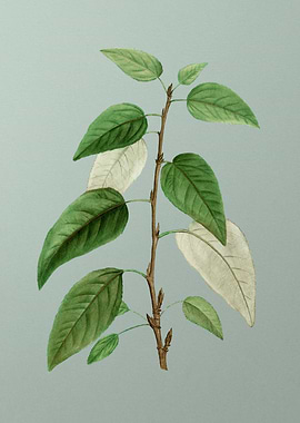 Vintage Botanical on Green