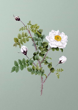 White Burnet Roses on Mint