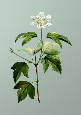 Antique Flower on Green