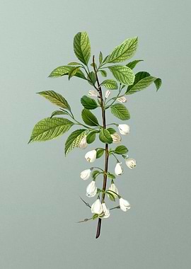 Classic Flower on Green