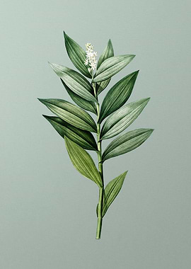 Smilacina Stellata on Mint