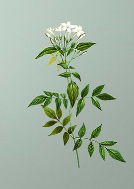 Antique Flower on Green