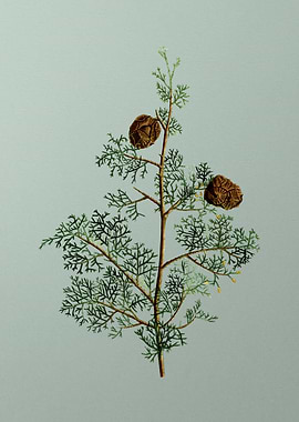 Classic Flower on Green