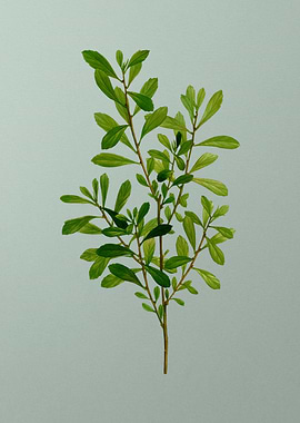 Antique Botanical on Green