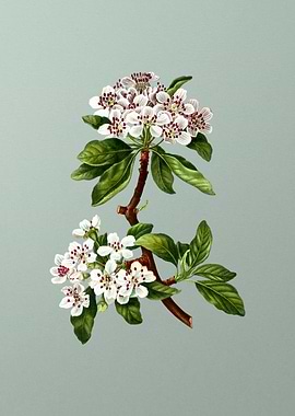 Vintage Botanical on Green