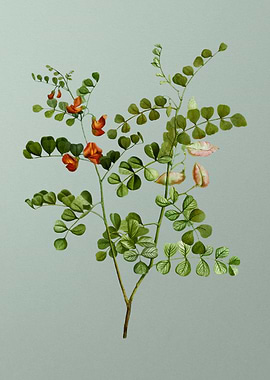 Antique Botanical on Green