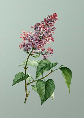 Classic Botanical on Green