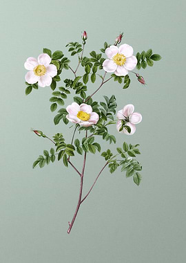 White Candolles Rose