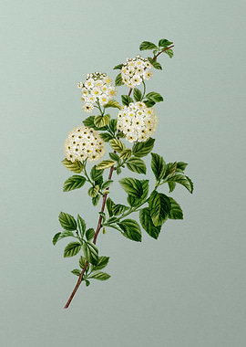 Antique Flower on Green