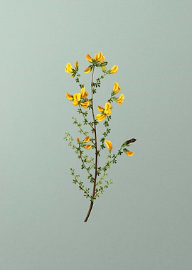 Vintage Botanical on Green