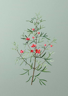 Antique Botanical on Green