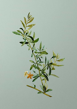 Antique Flower on Green