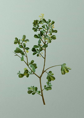 Vintage Flower on Green