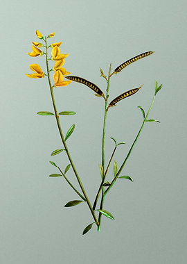 Floral Drawing on Green