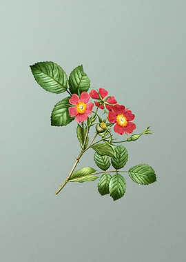 Botanical Drawing on Green