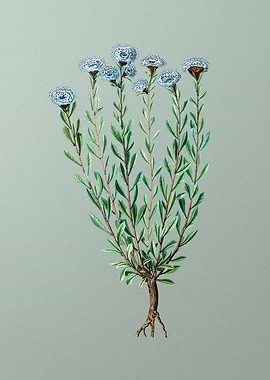 Antique Flower on Green